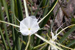 Henry's spiderlilly